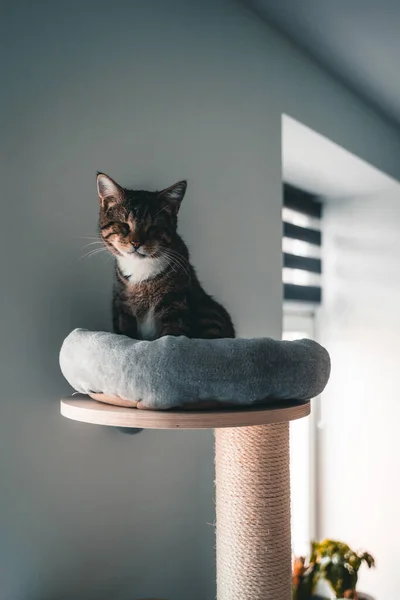 Tabby Blind Cat Eyes Sitting Cat Tree Apartment — Stock Photo, Image