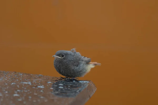 茶色の背景に対して湿ったコンクリート表面に突き出た黒い鳥のクローズアップショット — ストック写真