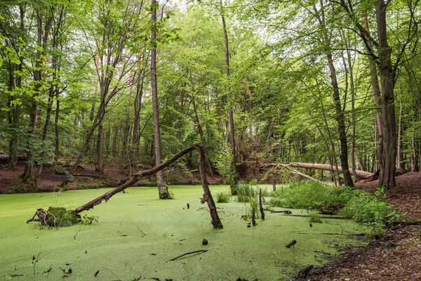 Groen Moeras Een Bos — Stockfoto