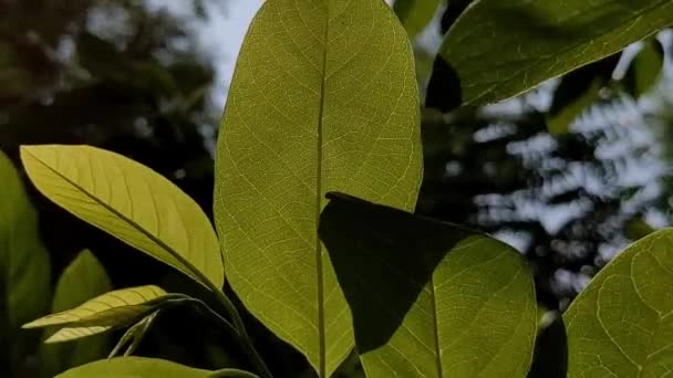 Folhas Verdes Jardim — Vídeo de Stock