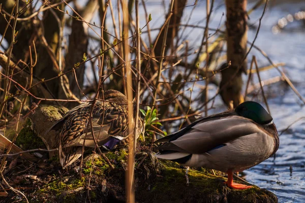 一个美丽的画面 一只鸭子站在河边的草地和树木上 — 图库照片