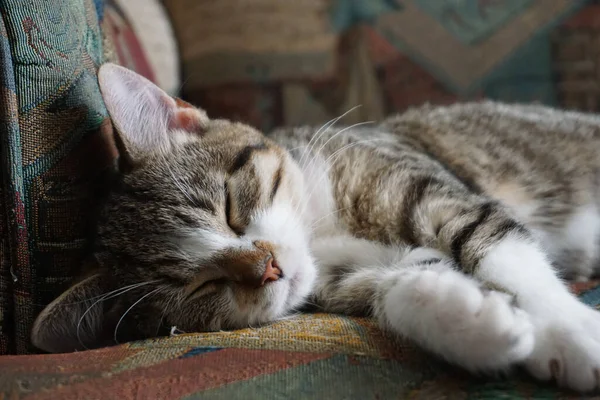 Closeup Adorable Domestic Kitten Sleeping Couch Indoors — Stock Photo, Image