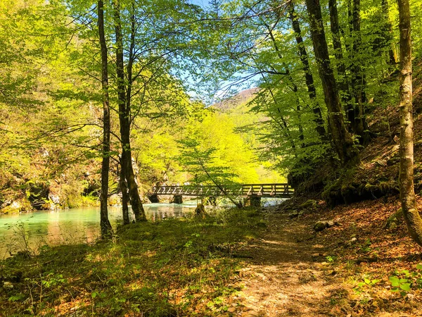 森の中を流れる川に架かる橋 — ストック写真