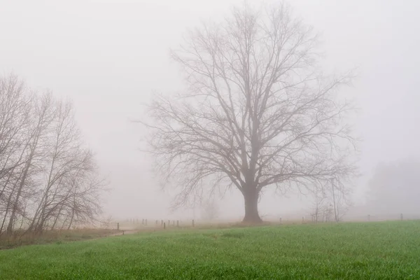 Uma Bela Vista Árvores Crescendo Campo Verde Dia Sombrio Frio — Fotografia de Stock