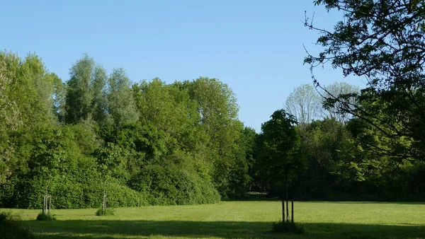 Piękny Widok Świeżego Zielonego Pola Drzewami Pod Błękitnym Słońcem Niebo — Zdjęcie stockowe
