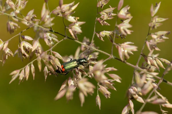 Een Lytta Vesicatoria Een Plant — Stockfoto