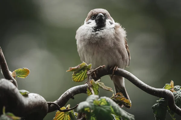 Ein Sperling Hockt Auf Einem Ast — Stockfoto