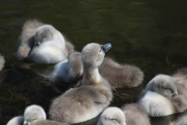 Detailní Záběr Malých Roztomilých Cygnets Plavání Rybníku — Stock fotografie