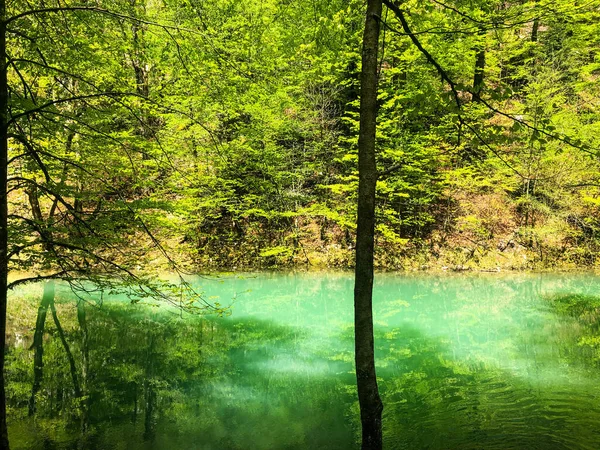 Eine Nahaufnahme Von Bäumen Die Sich Einem Klaren Fluss Wald — Stockfoto