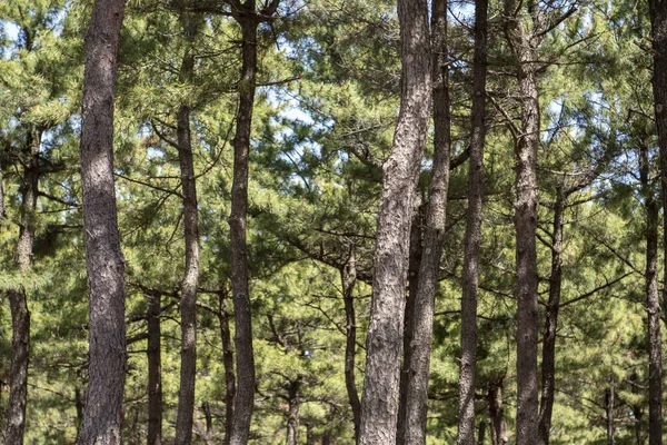 Ліс Сосновим Тромбом — стокове фото