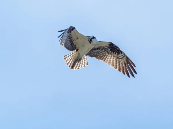Mavi Gökyüzünde Uçan Bir Balık Kartalı Kuşu — Stok fotoğraf