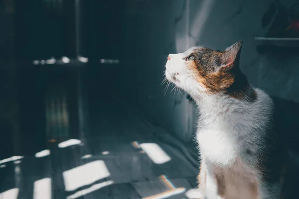 Egy Közelkép Egy Macskáról Aki Mély Érzelmekkel Néz Fénybe — Stock Fotó