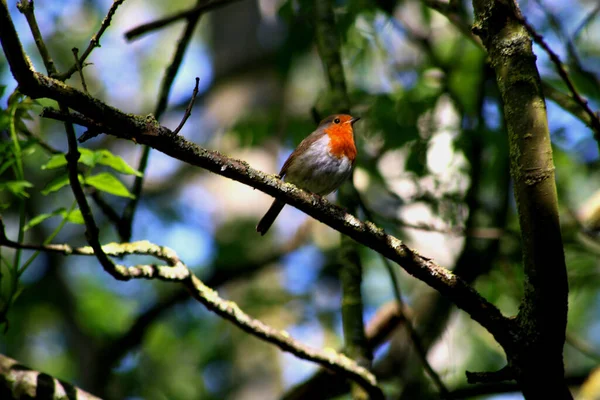 Colpo Basso Uccello Europeo Robin Appollaiato Ramo — Foto Stock