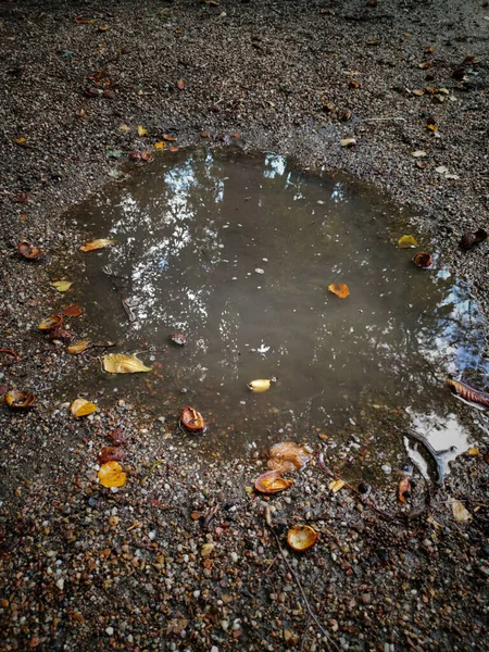 Uma Poça Com Água Chuva Folhas Laranjeira — Fotografia de Stock