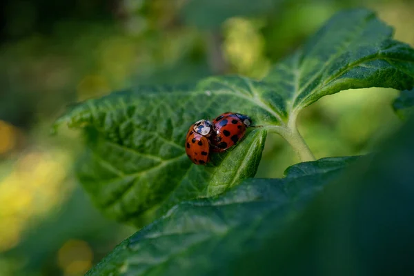 Deux Coccinelles Sur Feuille Verte — Photo