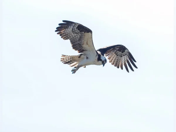 Pássaro Osprey Voando Céu Azul — Fotografia de Stock