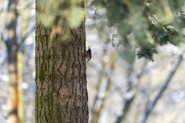 Gün Işığında Ağaç Gövdesine Tünemiş Küçük Bir Tımarhane Kuşunun Seçici — Stok fotoğraf