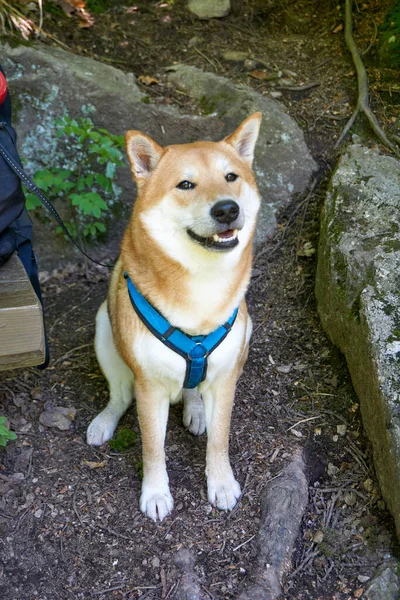 Uroczy Krem Shiba Inu Pies Siedzi Parku Patrzy Kamerę — Zdjęcie stockowe