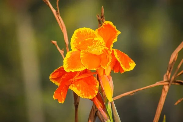 Una Flor Canna Naranja Brillante Sobre Fondo Borroso — Foto de Stock