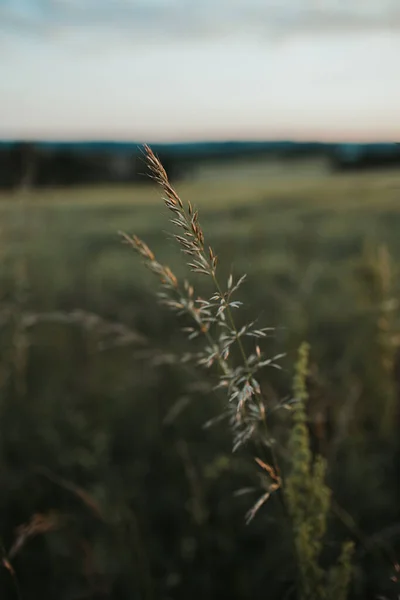 Closeup Shot Herbaceous Plants Growing Field — Fotografia de Stock