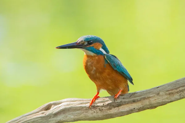 Selective Focus Shot Common Kingfisher Bird Perched Branch Daylight — Fotografia de Stock