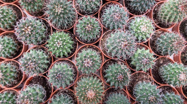 Une Vue Dessus Des Rangées Beaux Cactus Sur Des Pots — Photo