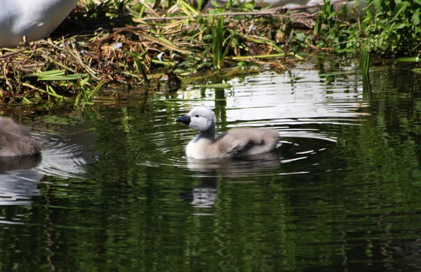 Primer Plano Pequeño Lindo Cygnet Nadando Estanque — Foto de Stock