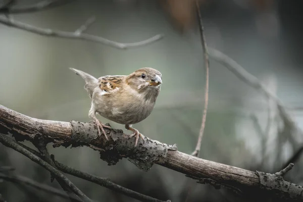 Ein Sperling Hockt Auf Einem Ast — Stockfoto