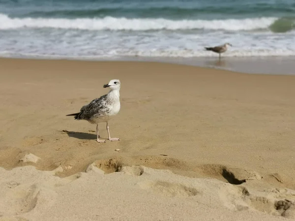 Tiro Foco Raso Uma Gaivota Branca Cinzenta Que Está Areia — Fotografia de Stock