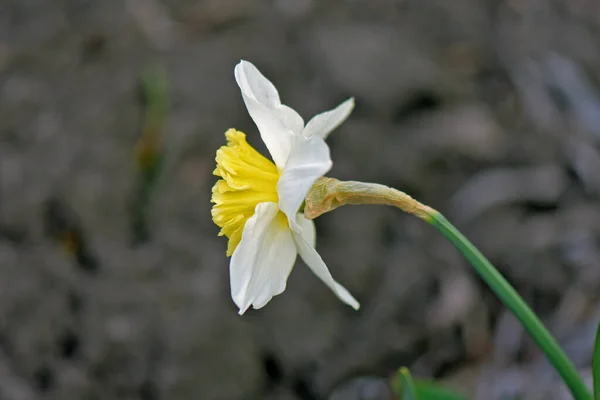 Foco Seletivo Flor Narciso Branca Lindamente Florescida — Fotografia de Stock