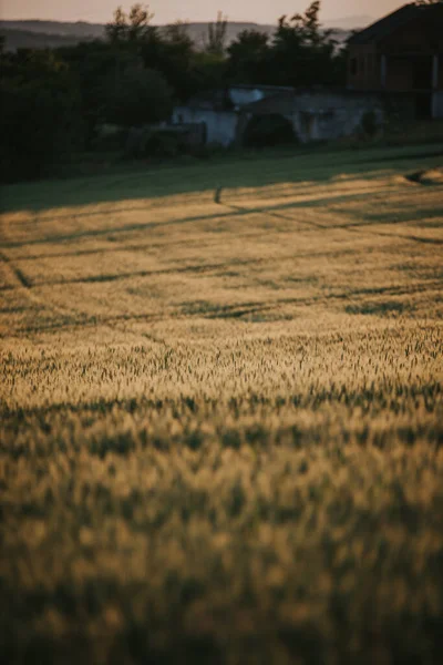 Tiro Seletivo Vertical Foco Campo Amarelo Grama Campo Iluminado Pela — Fotografia de Stock