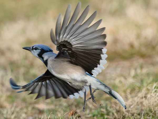 Bel Oiseau Bleu Jay Aux Ailes Ouvertes — Photo