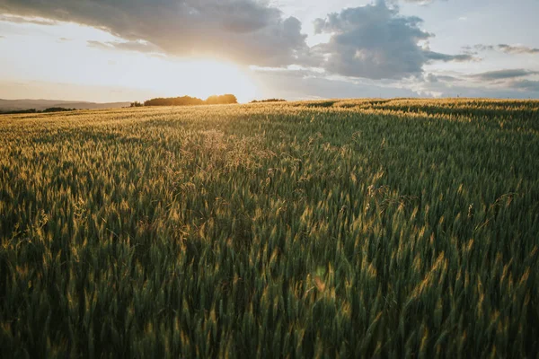 Vacker Solig Dag Ett Fantastiskt Vetefält Med Molnig Himmel Ovanför — Stockfoto