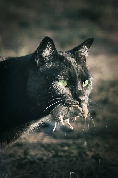 Gato Negro Con Ratón Boca — Foto de Stock