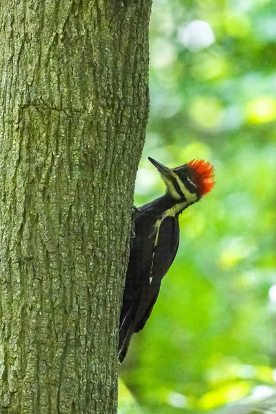 Een Specht Vogel Een Boom Stam — Stockfoto