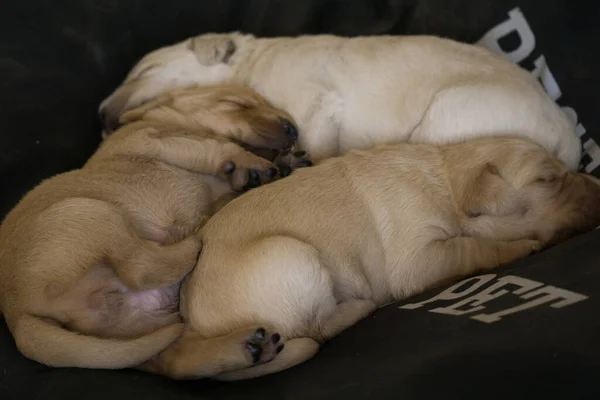 Die Drei Süßen Neugeborenen Weißen Und Braunen Welpen Schlafen Friedlich — Stockfoto