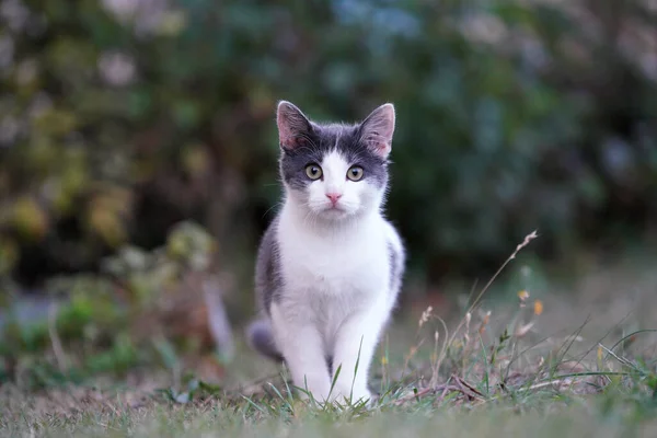 Lovitură Closeup Unei Pisici Drăguțe Aer Liber — Fotografie, imagine de stoc