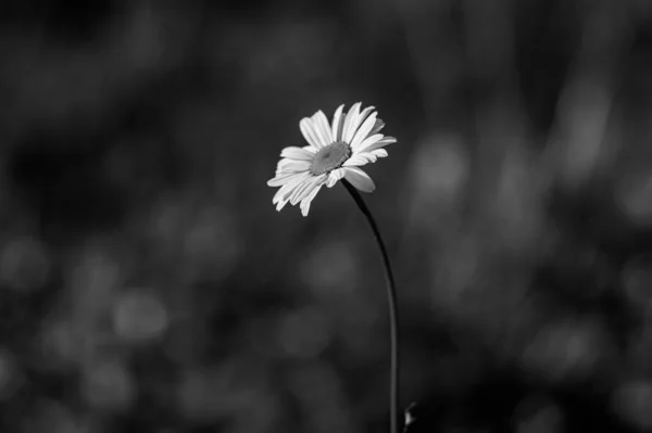 Cliché Niveaux Gris Camomille Blanche Sur Fond Flou — Photo