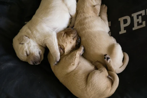 Top View Three Cute Newborn White Brown Puppies Sleeping Peacefully — Zdjęcie stockowe