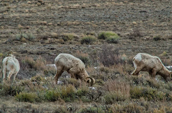 Oveja Blanca Bighorn Pastando Pastos Montaña —  Fotos de Stock