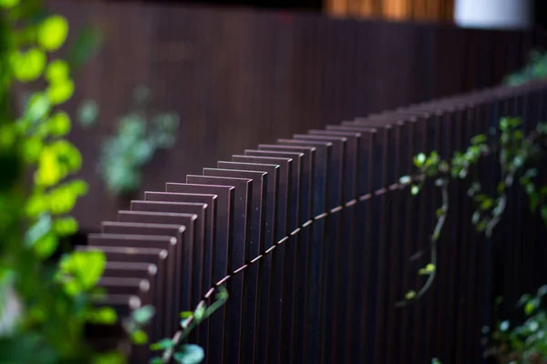 Selective Focus Metal Fence Crawling Vines Blurred Background — Stockfoto