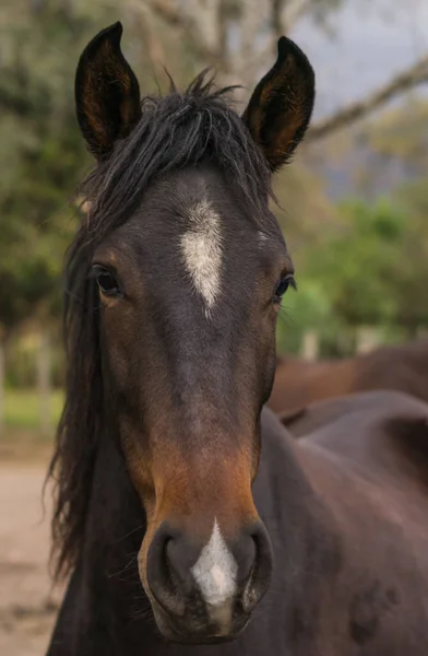Belo Cavalo Castanho Com Uma Marca Branca Testa Nariz Pasto — Fotografia de Stock