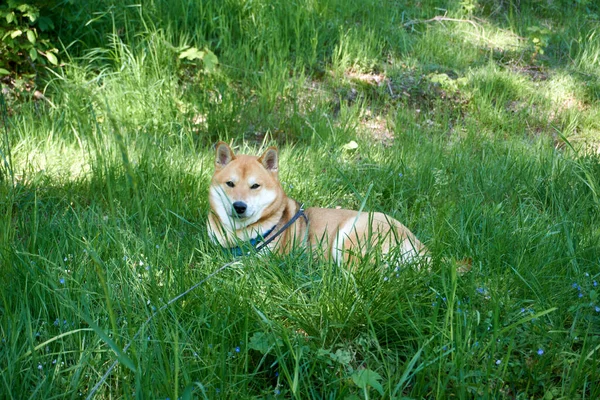 Adorável Creme Shiba Inu Cão Deitado Relaxante Grama Verde Fresca — Fotografia de Stock