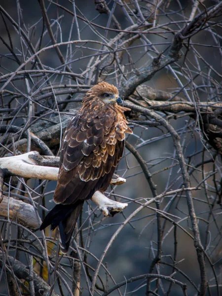 Kuru Dalda Oturan Tawny Kartal Aquila Rapax — Stok fotoğraf