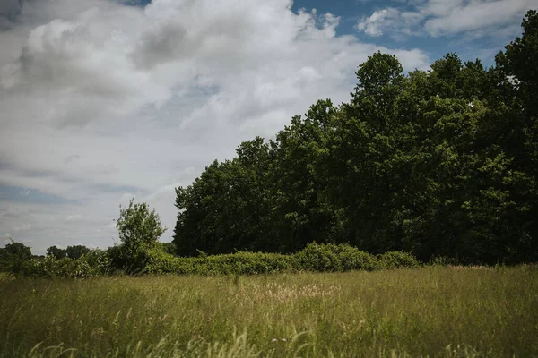 Ein Schöner Blick Auf Ein Üppiges Grasfeld Mit Riesigen Großen — Stockfoto