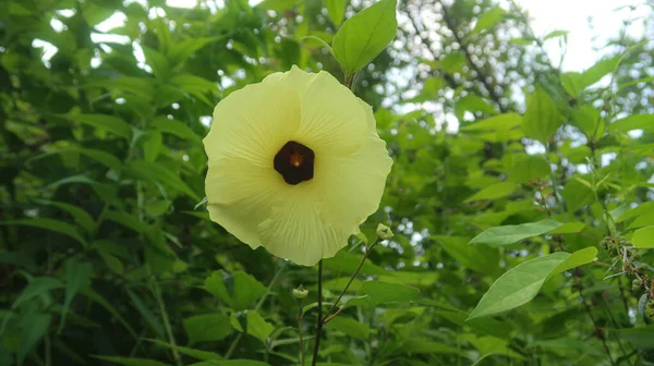 庭で育つサンセットハイビスカスの花の選択的な焦点 — ストック写真