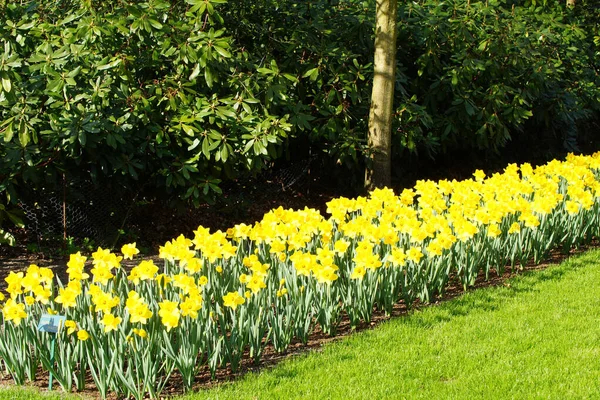 Plan Angle Élevé Groupe Fleurs Narcisse Printemps Dans Parc Ensoleillé — Photo