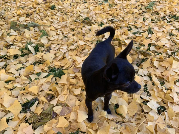Eine Hochwinkelaufnahme Einer Schwarzen Chihuahua Hunderasse Einem Garten Mit Gelben — Stockfoto