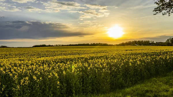 Champ Colza Jaune Coucher Soleil — Photo