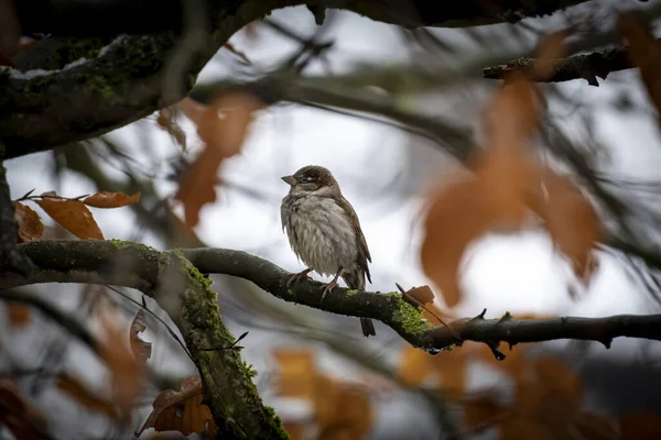 Sparrow Větev Stromu — Stock fotografie